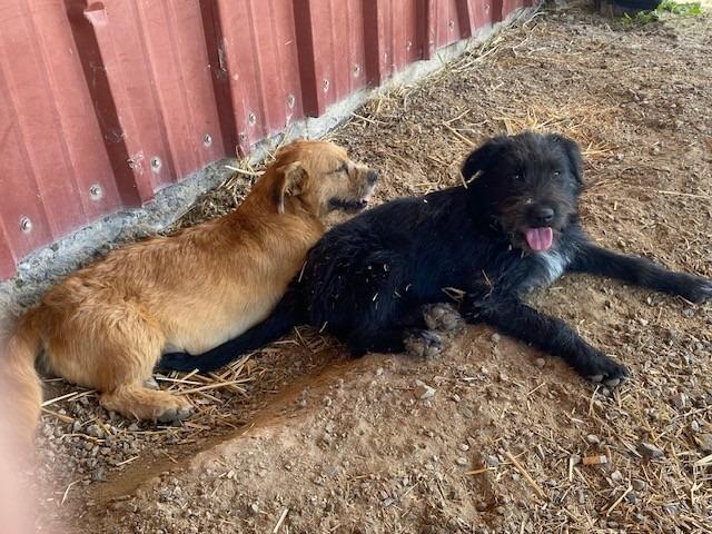 Sandy, a Adoptable mixed breed in Moriarty, NM image 3/4