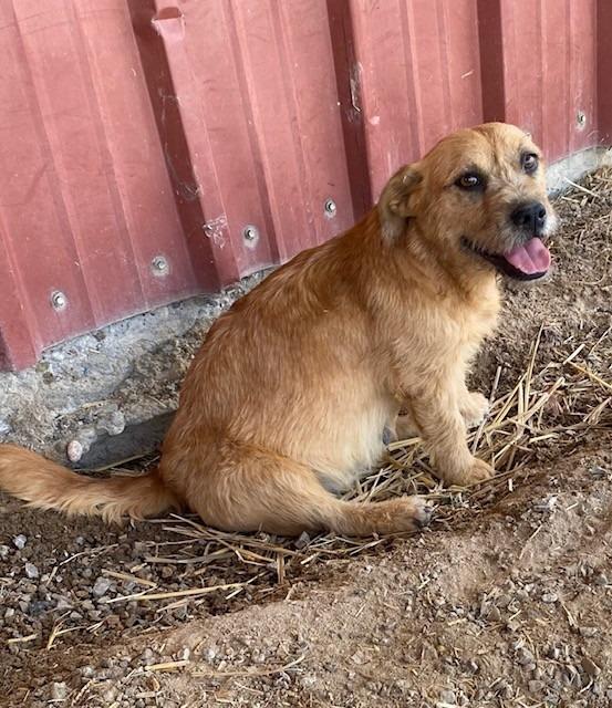 Sandy, a Adoptable mixed breed in Moriarty, NM image 4/4