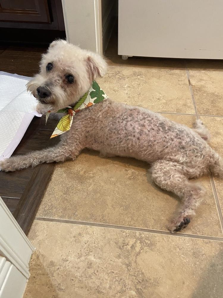 Enlarge Cotton Ball, a Adoptable Bichon Frise in Winter Garden, FL image 1/4
