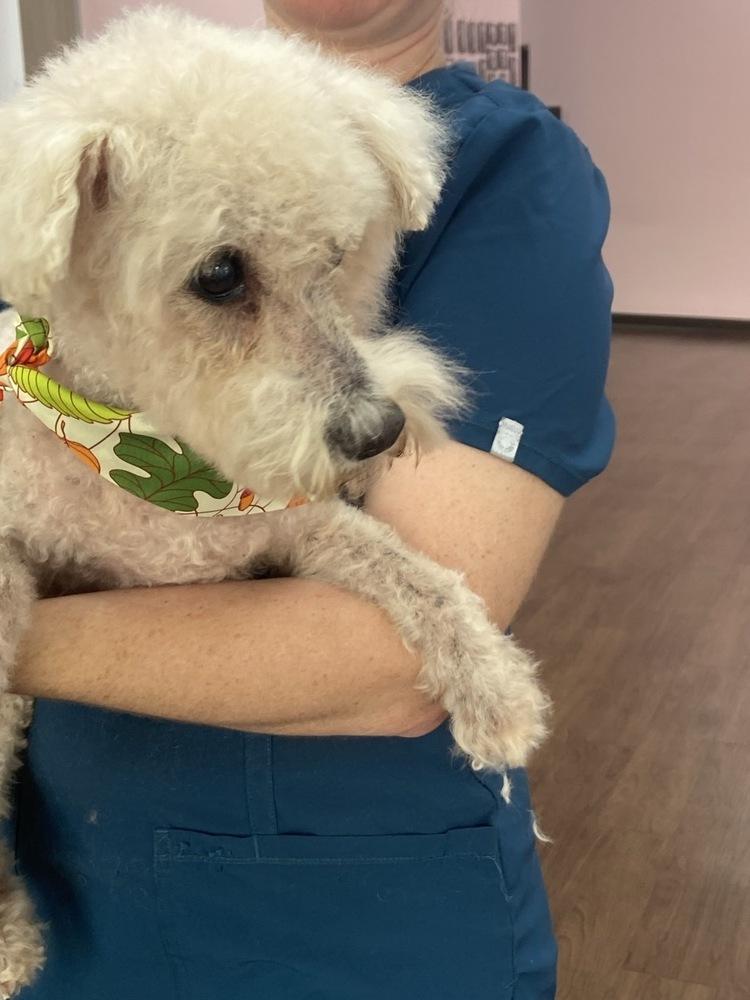 Enlarge Cotton Ball, a Adoptable Bichon Frise in Winter Garden, FL image 2/4