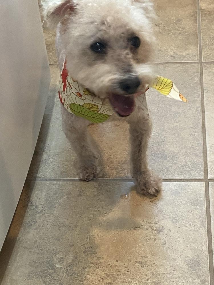 Enlarge Cotton Ball, a Adoptable Bichon Frise in Winter Garden, FL image 3/4
