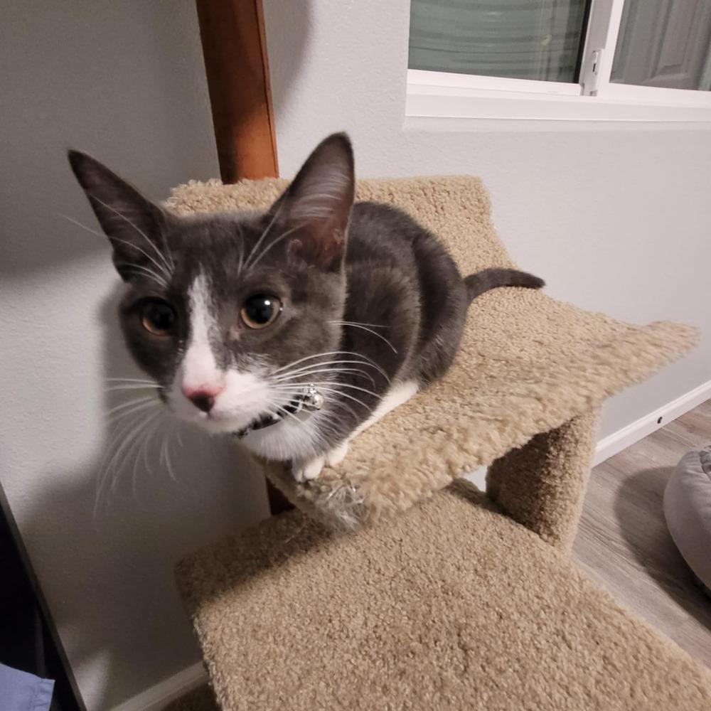 Luna, Adoptable, Young Female Domestic Short Hair.