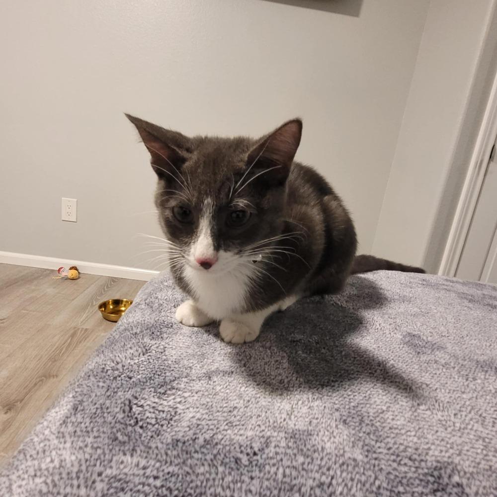 Enlarge Luna, a Adoptable mixed breed in Sedalia, CO image 2/5