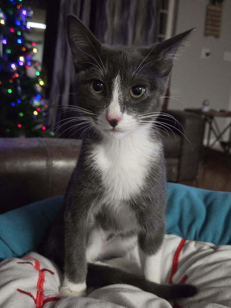 Enlarge Luna, a Adoptable mixed breed in Sedalia, CO image 3/5