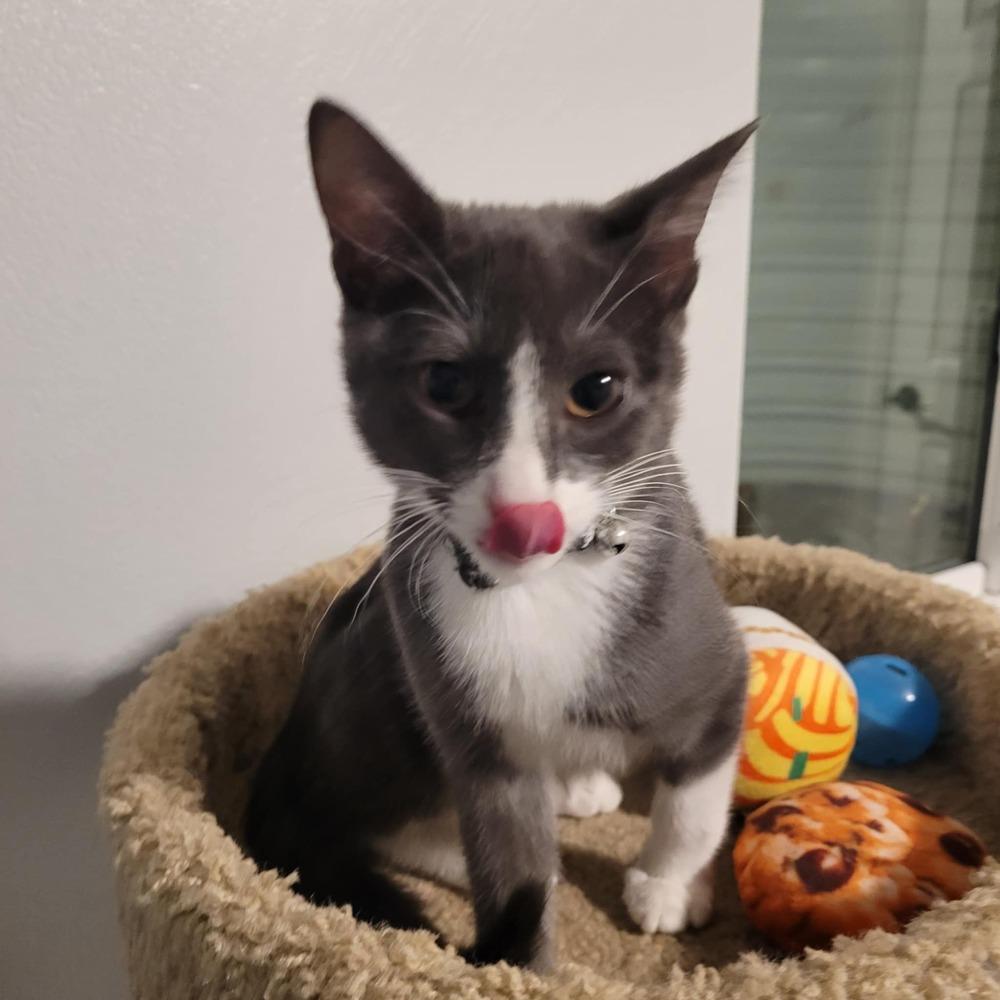 Enlarge Luna, a Adoptable mixed breed in Sedalia, CO image 5/5