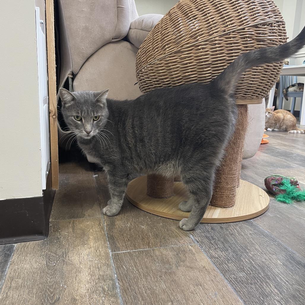 Enlarge Tank, a Adoptable Domestic Short Hair in Bloomington, IL image 1/3