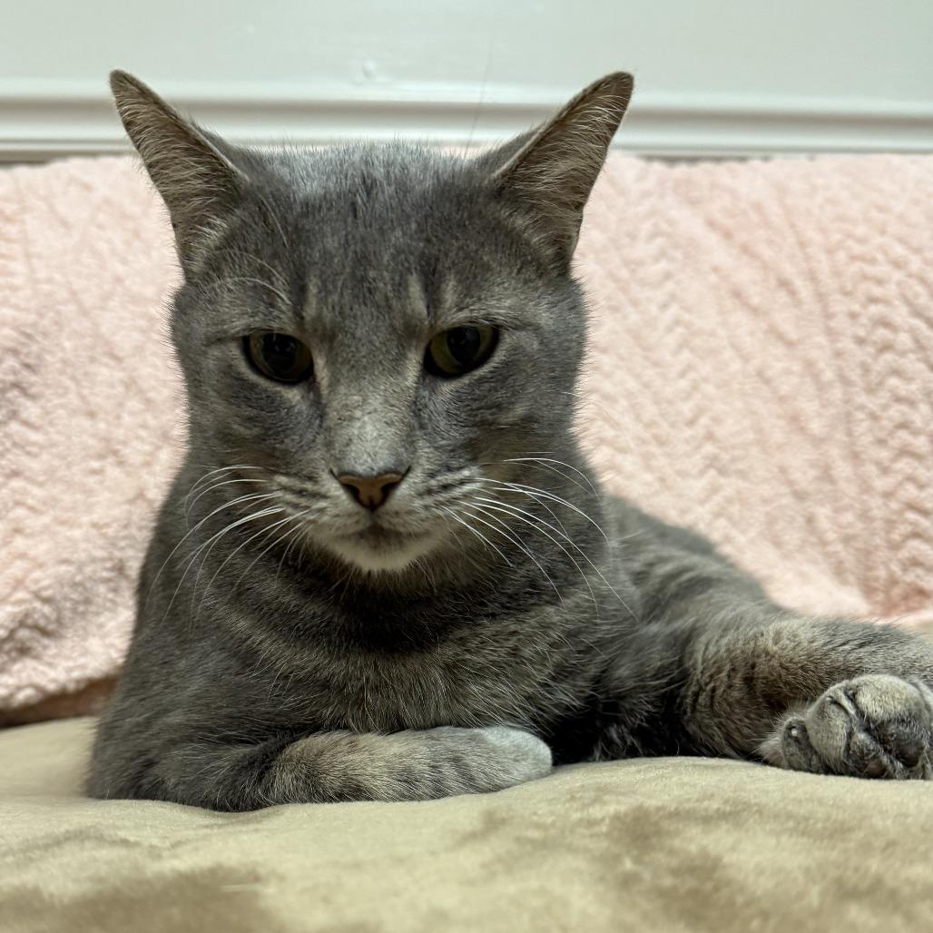 Tank, Adoptable, Adult Male Domestic Short Hair.