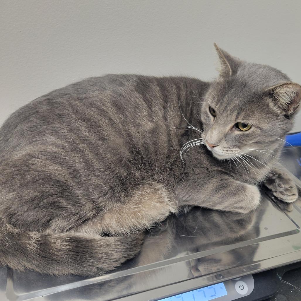 Enlarge Tank, a Adoptable Domestic Short Hair in Bloomington, IL image 3/3