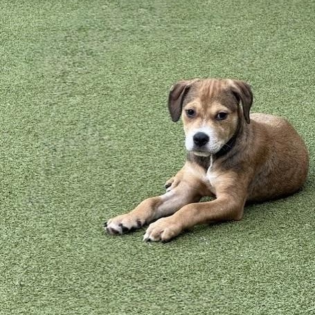 WEAVER, an adoptable Labrador Retriever, Terrier in cheyenne, WY, 82009 | Photo Image 2
