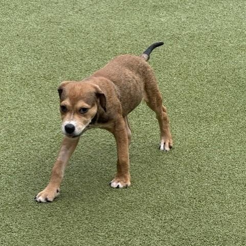 WEAVER, an adoptable Labrador Retriever, Terrier in cheyenne, WY, 82009 | Photo Image 6