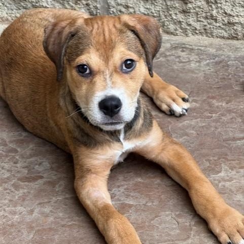 WEAVER, an adoptable Labrador Retriever, Terrier in cheyenne, WY, 82009 | Photo Image 1