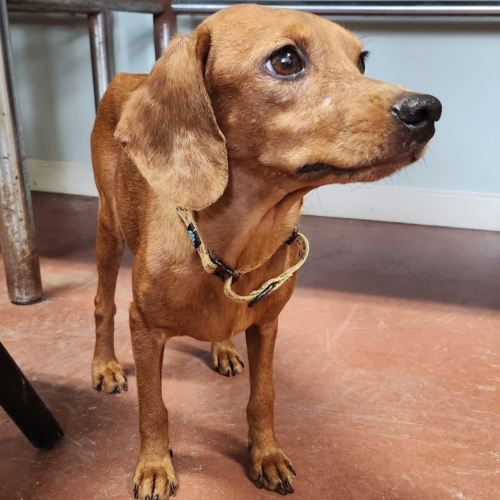 Enlarge Pumpkin, an adoptable mixed breed in Tioga, PA image 4/6