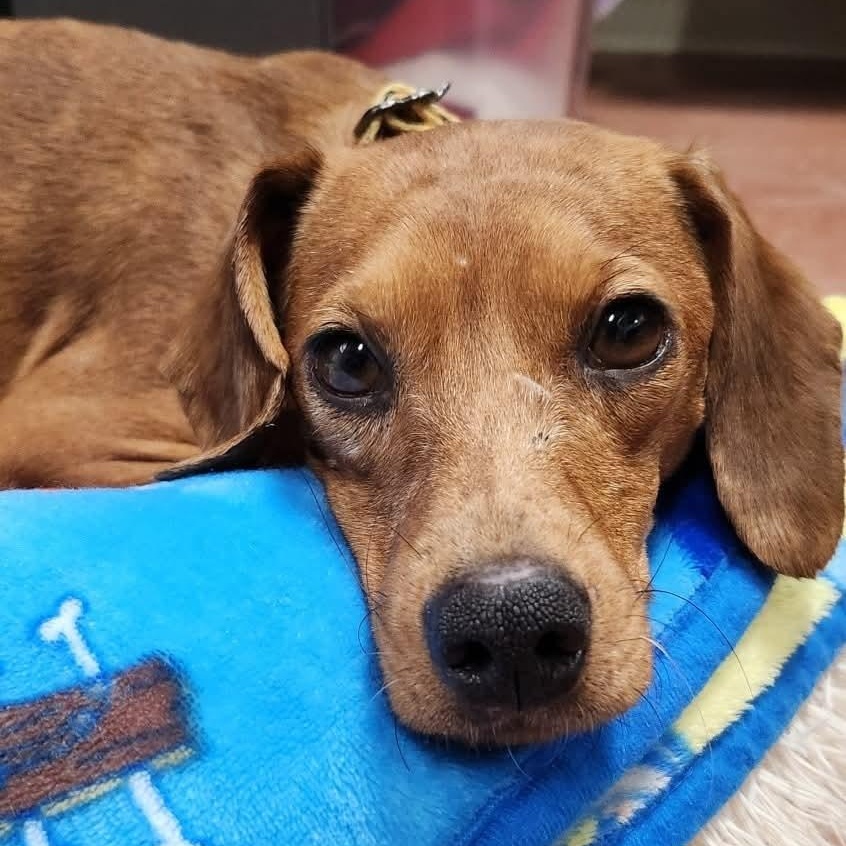 Pumpkin, adoptable, Young Female Dachshund.