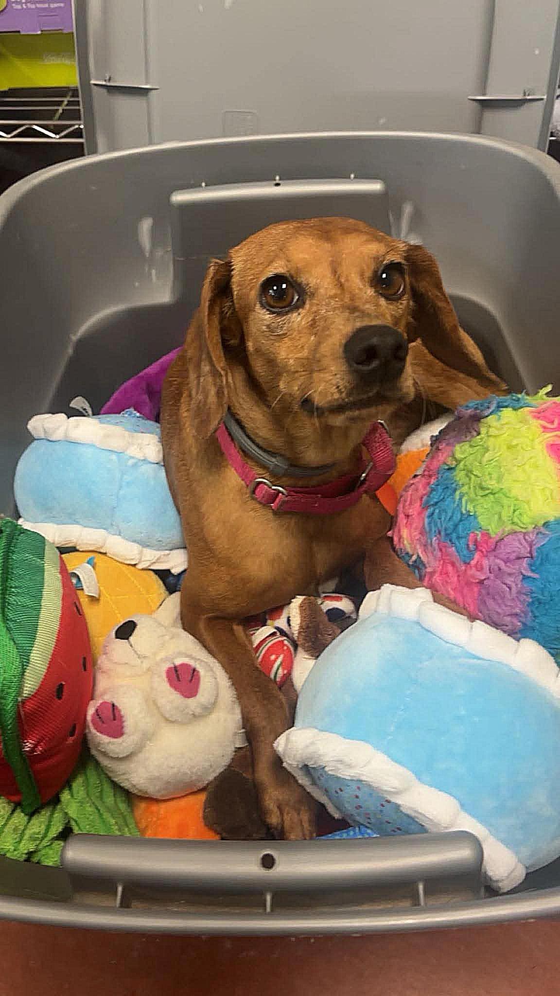 Pumpkin, an adoptable mixed breed in Tioga, PA image 2/6