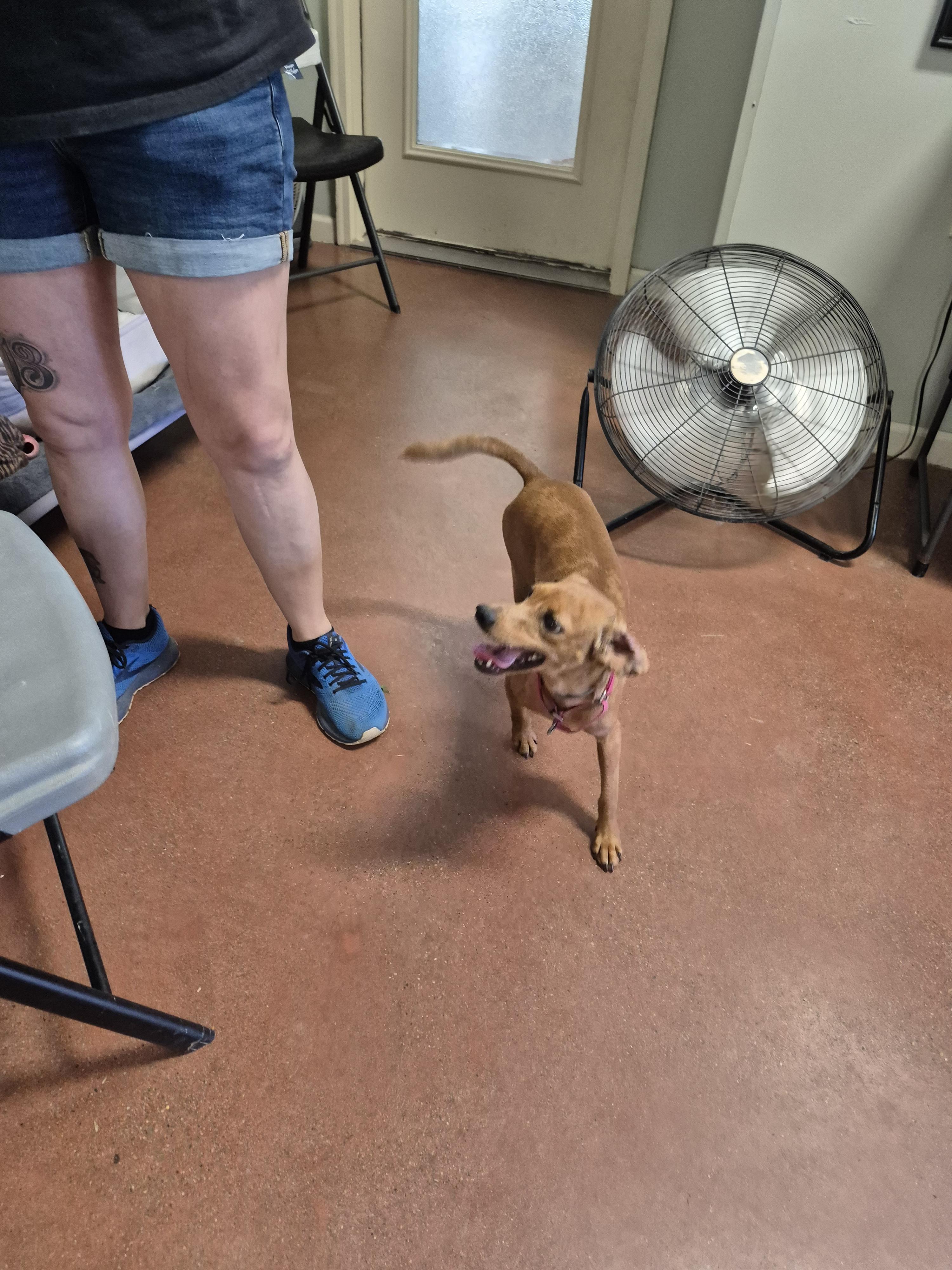 Pumpkin, an adoptable mixed breed in Tioga, PA image 3/6