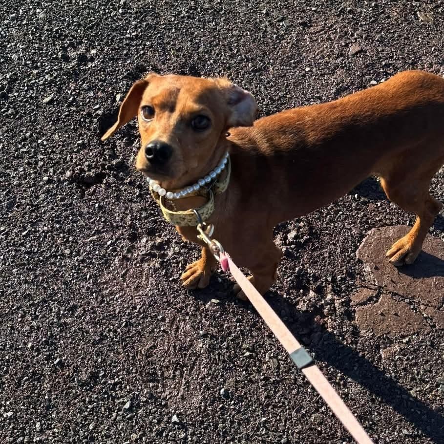 Enlarge Pumpkin, an adoptable mixed breed in Tioga, PA image 3/6
