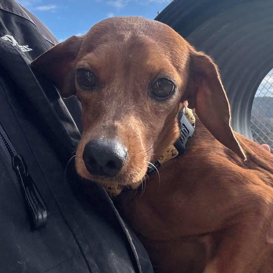 Enlarge Pumpkin, an adoptable mixed breed in Tioga, PA image 2/6