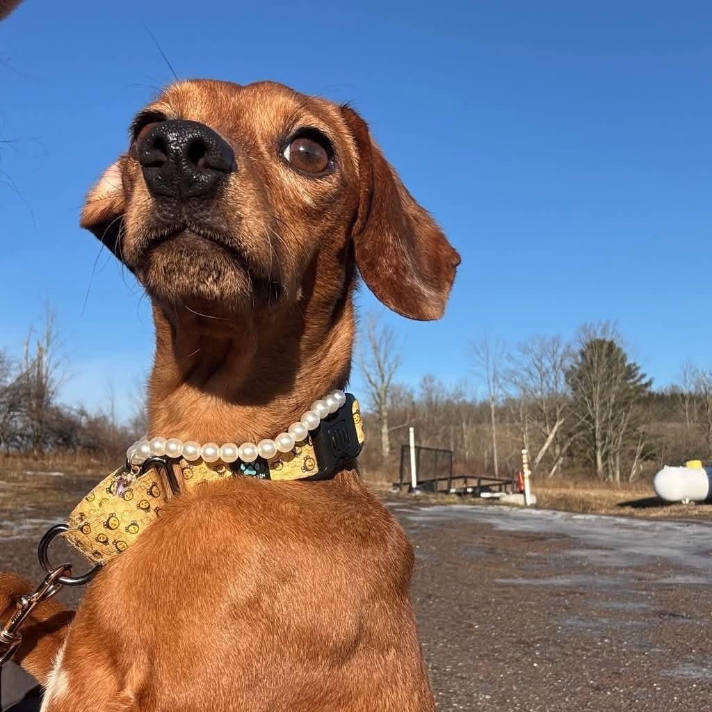 Enlarge Pumpkin, an adoptable mixed breed in Tioga, PA image 5/6