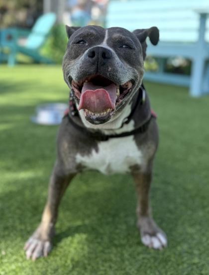 Bluebird, Adoptable, Adult Female Terrier & Mixed Breed.