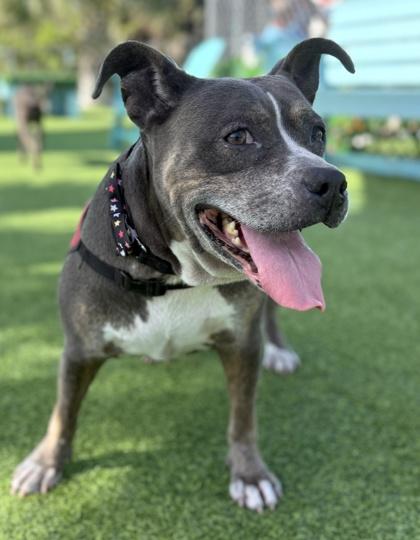 Enlarge Bluebird, a Adoptable mixed breed in Palm Coast, FL image 2/3