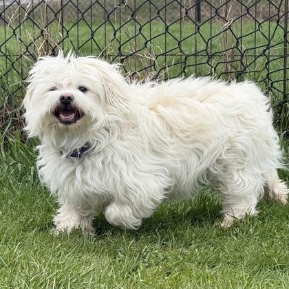 Enlarge Spruce, a Adoptable mixed breed in East Montpelier, VT image 1/3