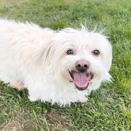 Enlarge Spruce, a Adoptable mixed breed in East Montpelier, VT image 2/3