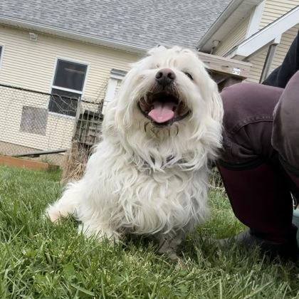 Enlarge Spruce, a Adoptable mixed breed in East Montpelier, VT image 3/3