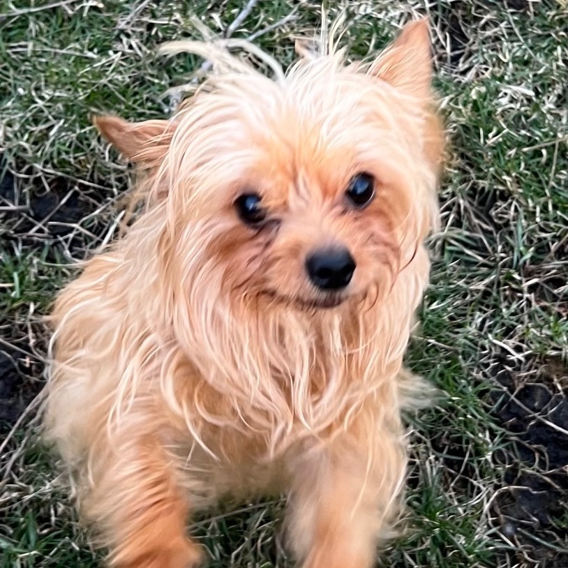 Chloe, a Adopted mixed breed in Hudson, IL image 1/10