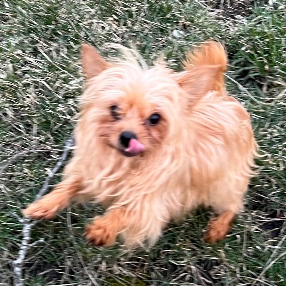 Chloe, a Adopted mixed breed in Hudson, IL image 2/10