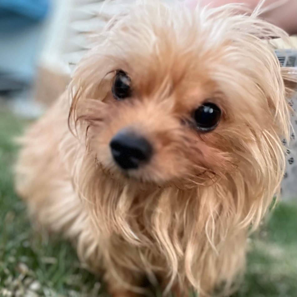 Chloe, a Adopted mixed breed in Hudson, IL image 3/10