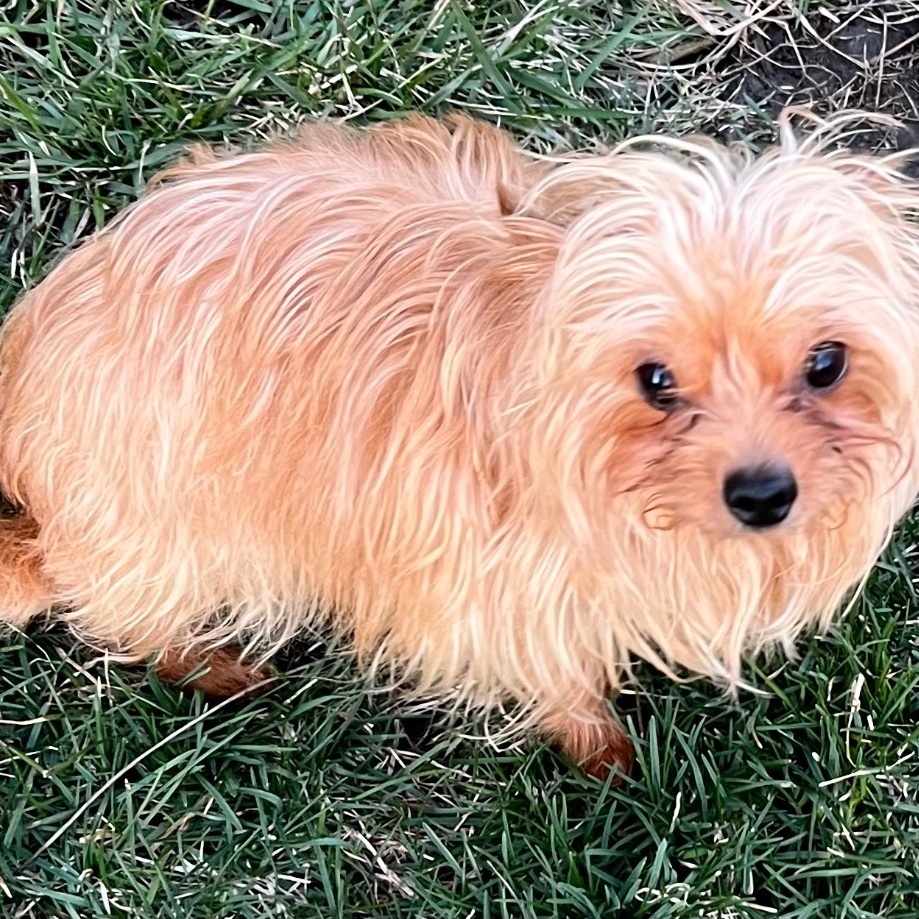 Chloe, a Adopted mixed breed in Hudson, IL image 4/10