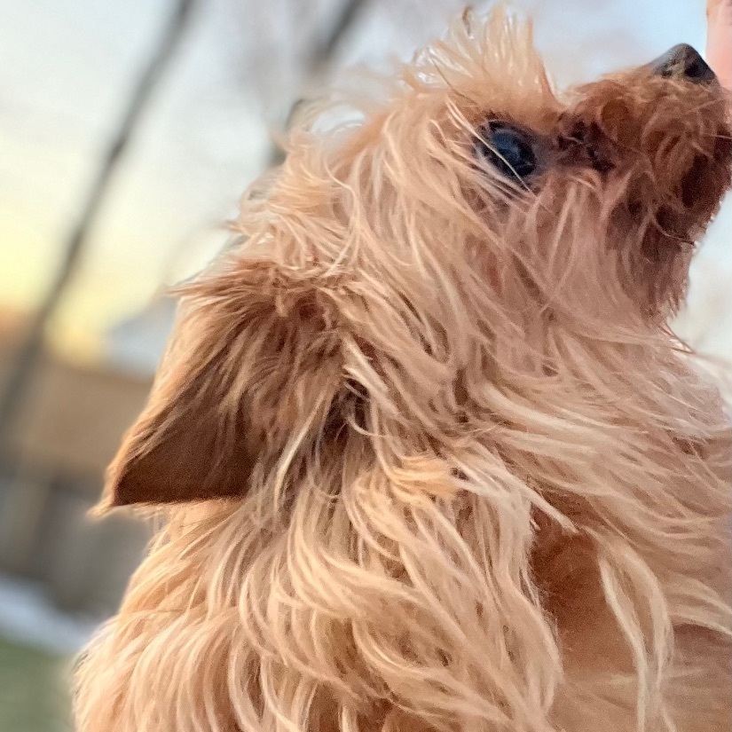 Chloe, a Adopted mixed breed in Hudson, IL image 5/10