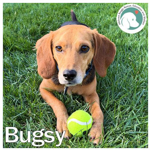 Bugsy, a ADOPTABLE Beagle in Wadsworth, IL image 1/6