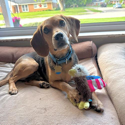 Bugsy, a ADOPTABLE Beagle in Wadsworth, IL image 3/6