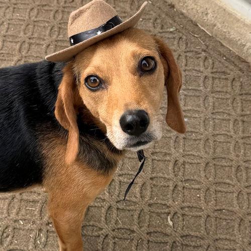 Bugsy, a ADOPTABLE Beagle in Wadsworth, IL image 2/6