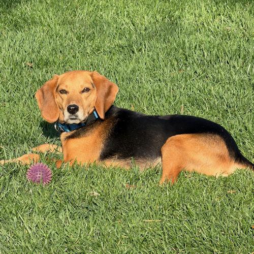 Bugsy, a ADOPTABLE Beagle in Wadsworth, IL image 6/6