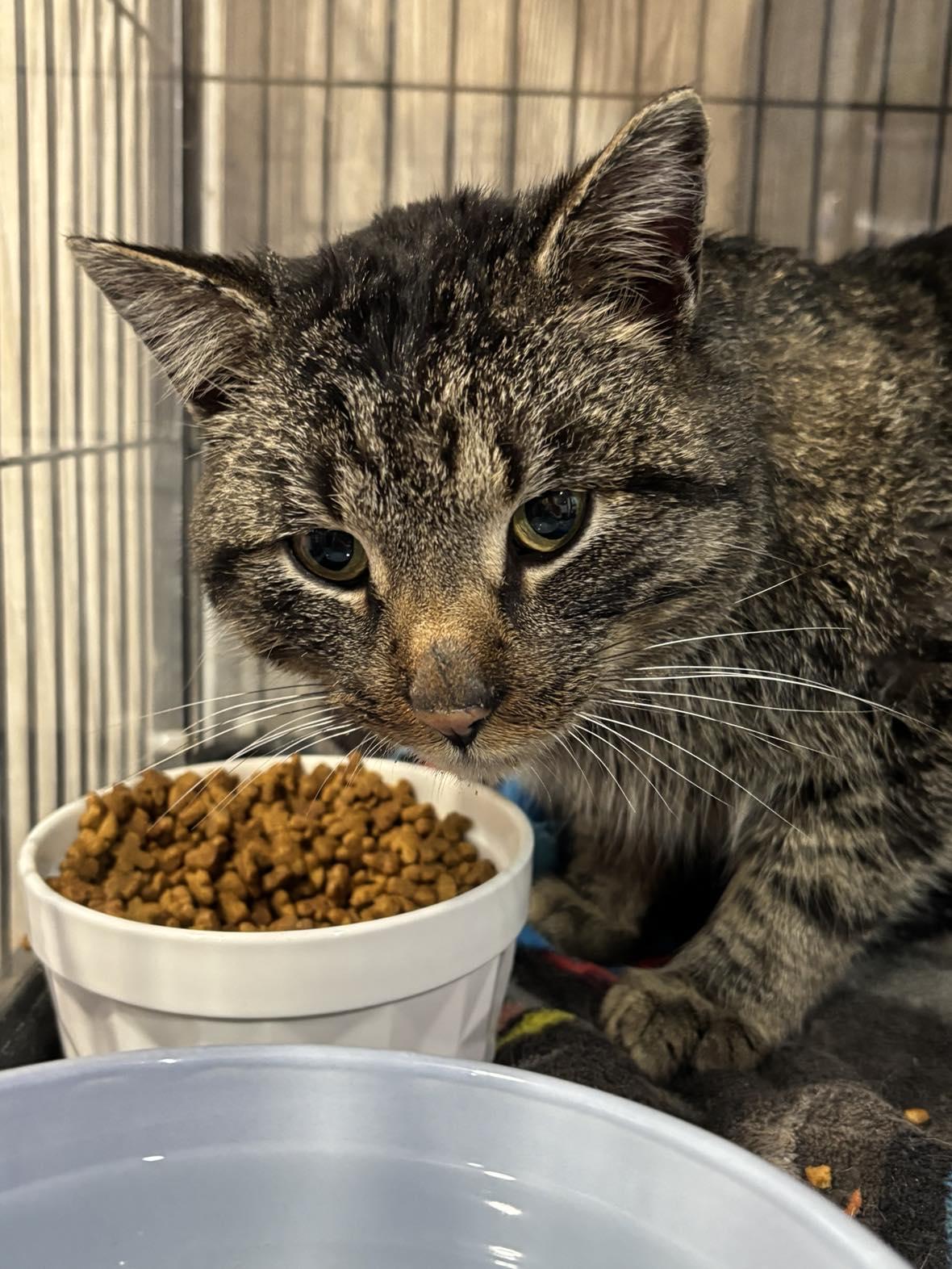 FOREST 3, a Adoptable Domestic Short Hair in Tillsonburg, ON image 1/3