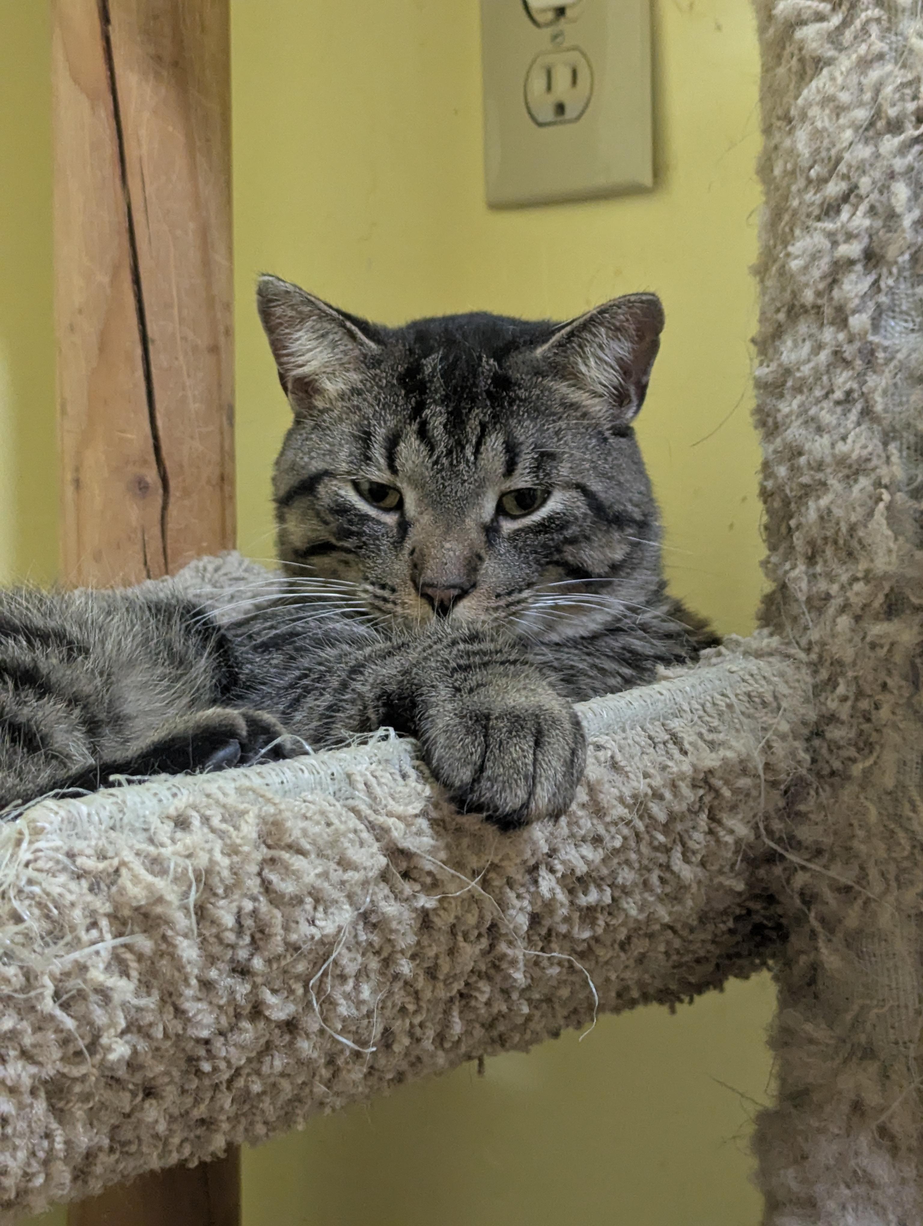Enlarge FOREST 3, a Adoptable Domestic Short Hair in Tillsonburg, ON image 1/6