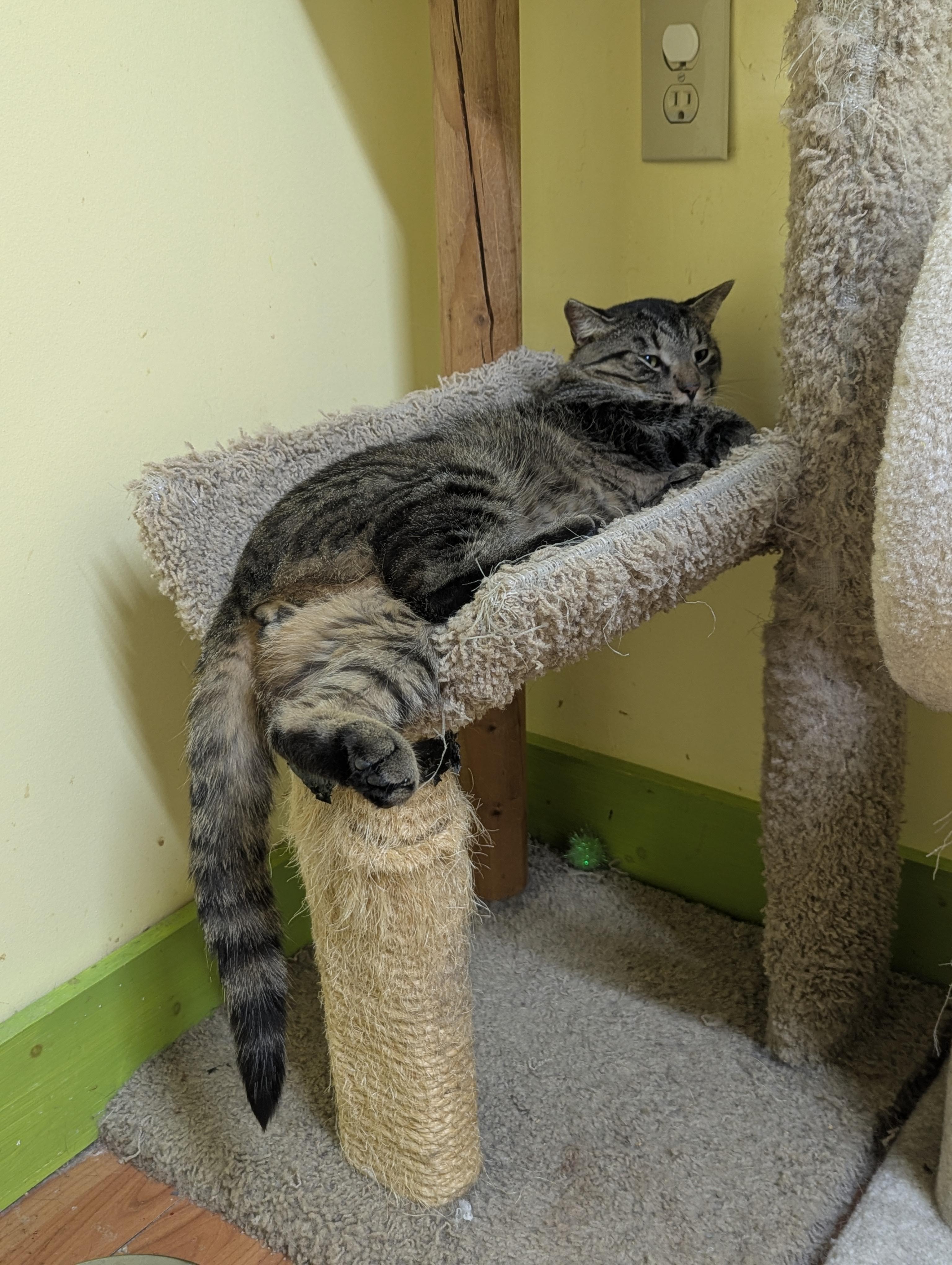 Enlarge FOREST 3, a Adoptable Domestic Short Hair in Tillsonburg, ON image 3/6