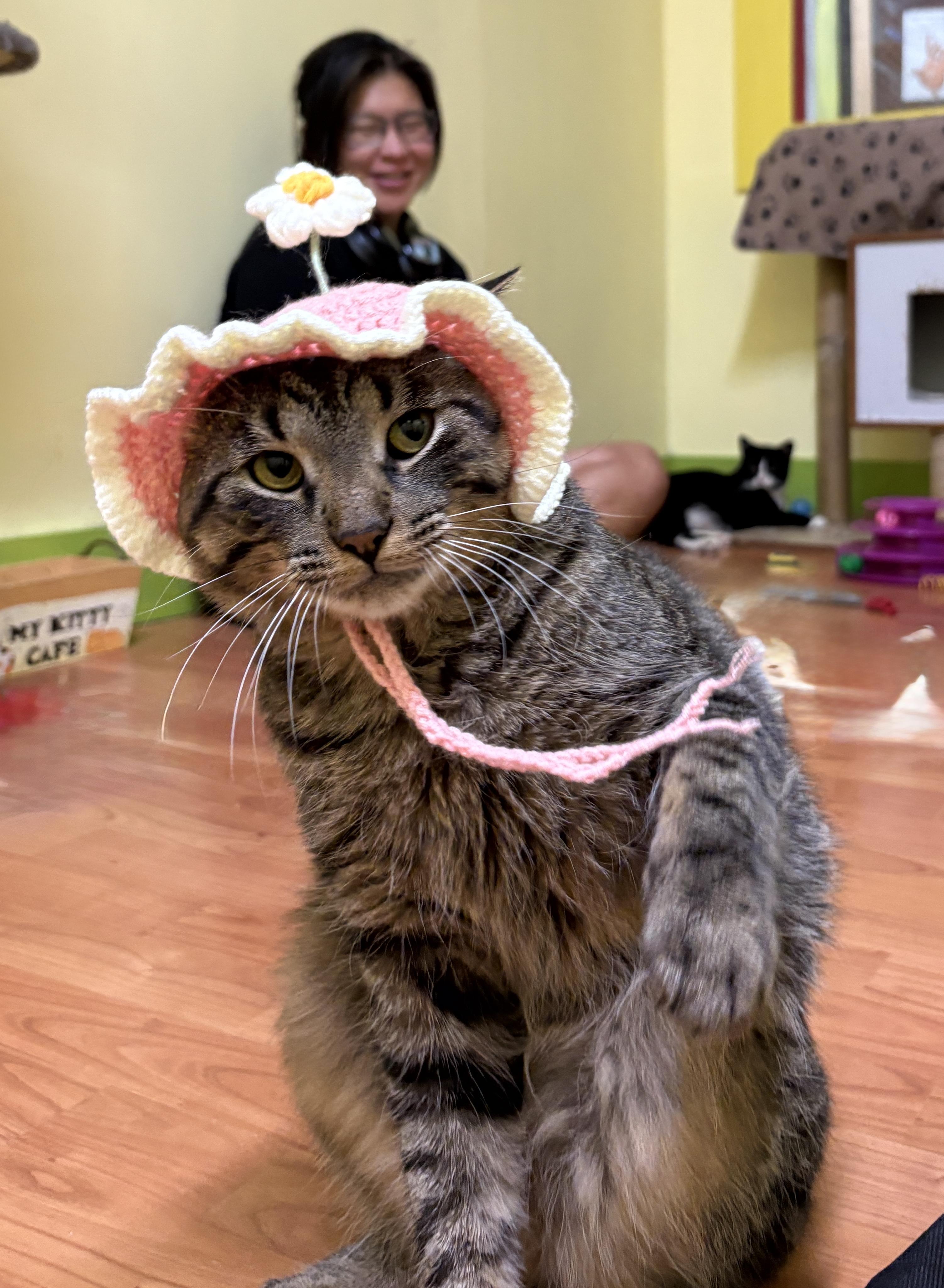 Enlarge FOREST 3, a Adoptable Domestic Short Hair in Tillsonburg, ON image 2/6
