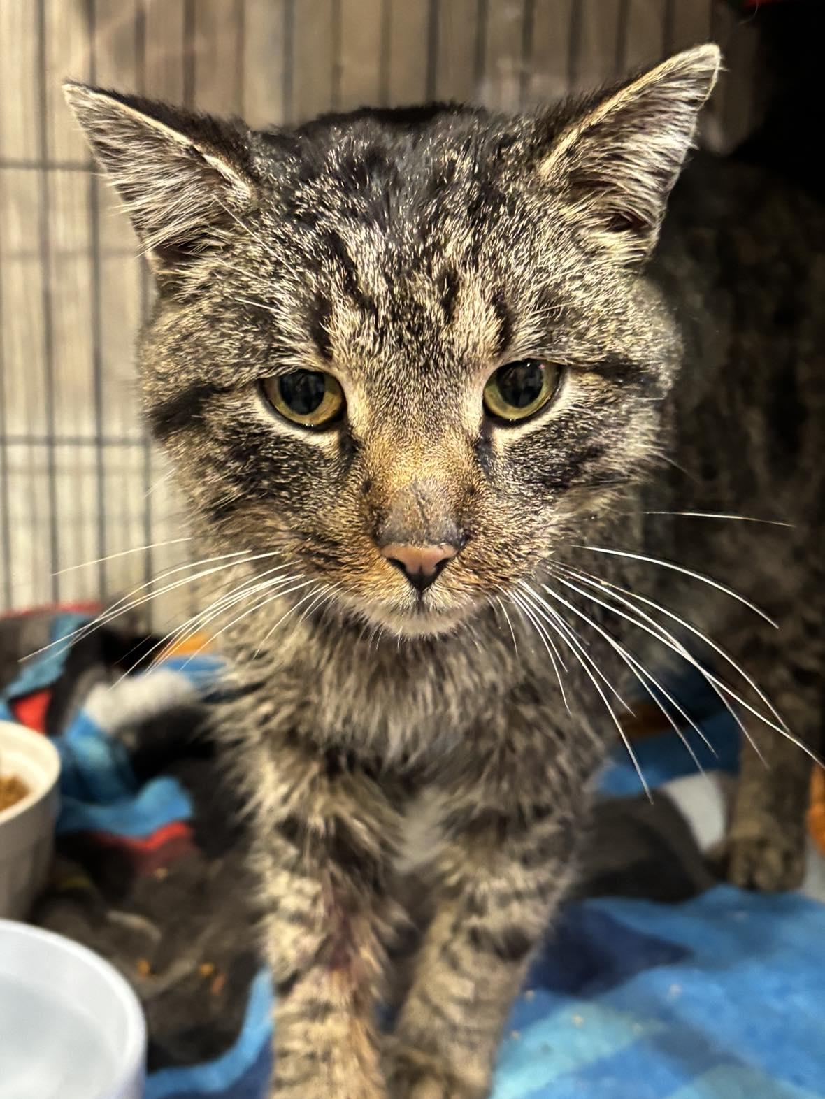 FOREST 3, a Adoptable Domestic Short Hair in Tillsonburg, ON image 2/3