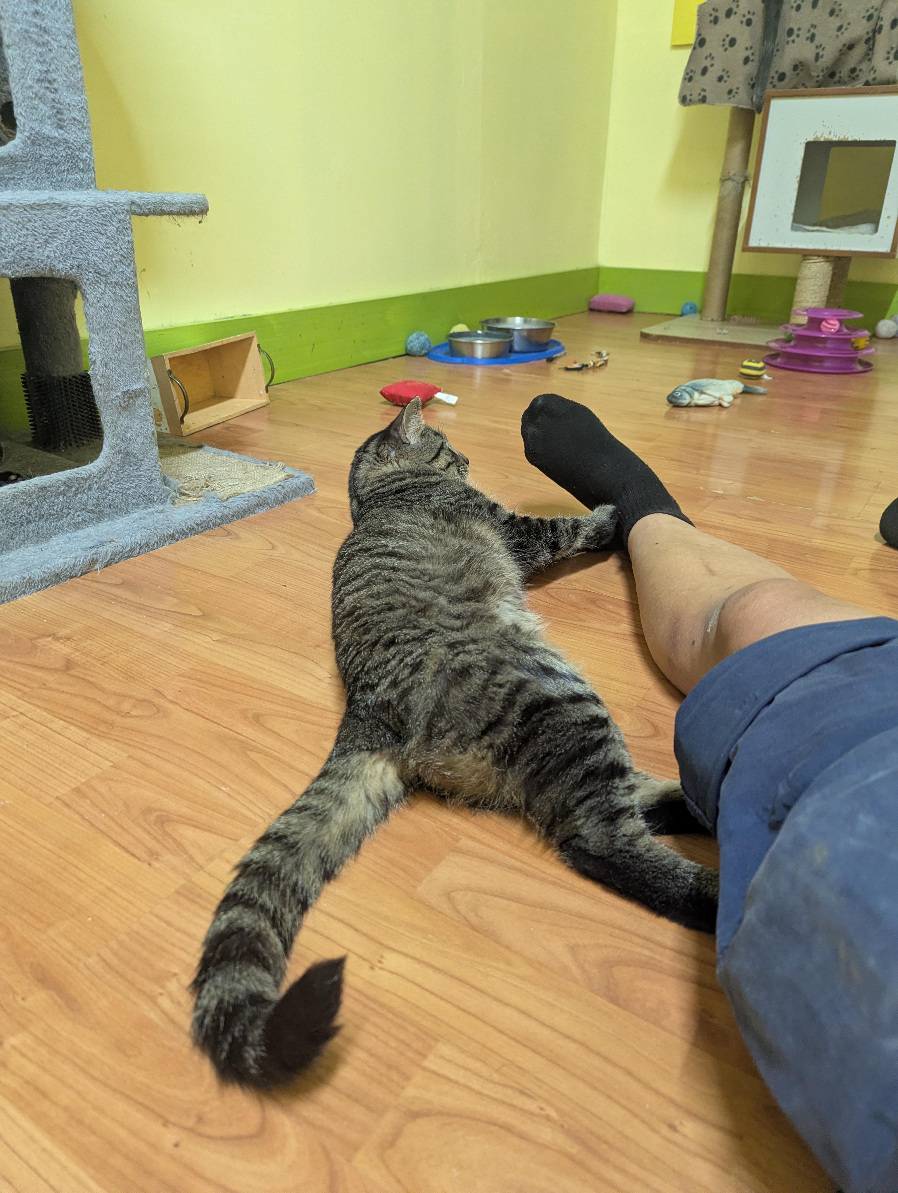 Enlarge FOREST 3, a Adoptable Domestic Short Hair in Tillsonburg, ON image 4/6