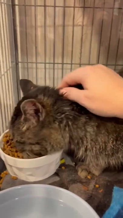 Enlarge FOREST 3, a Adoptable Domestic Short Hair in Tillsonburg, ON video 3/3