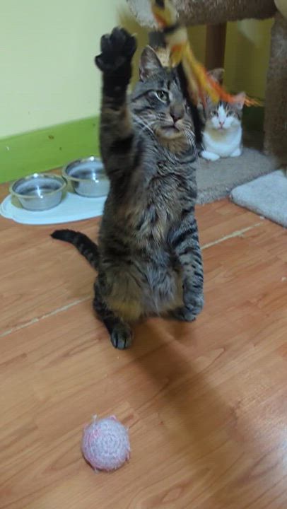 Enlarge FOREST 3, a Adoptable Domestic Short Hair in Tillsonburg, ON video 6/6