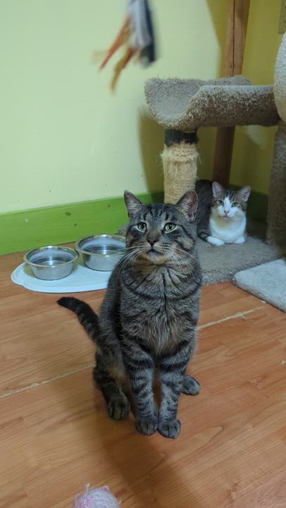 Enlarge FOREST 3, a Adoptable Domestic Short Hair in Tillsonburg, ON video 5/6