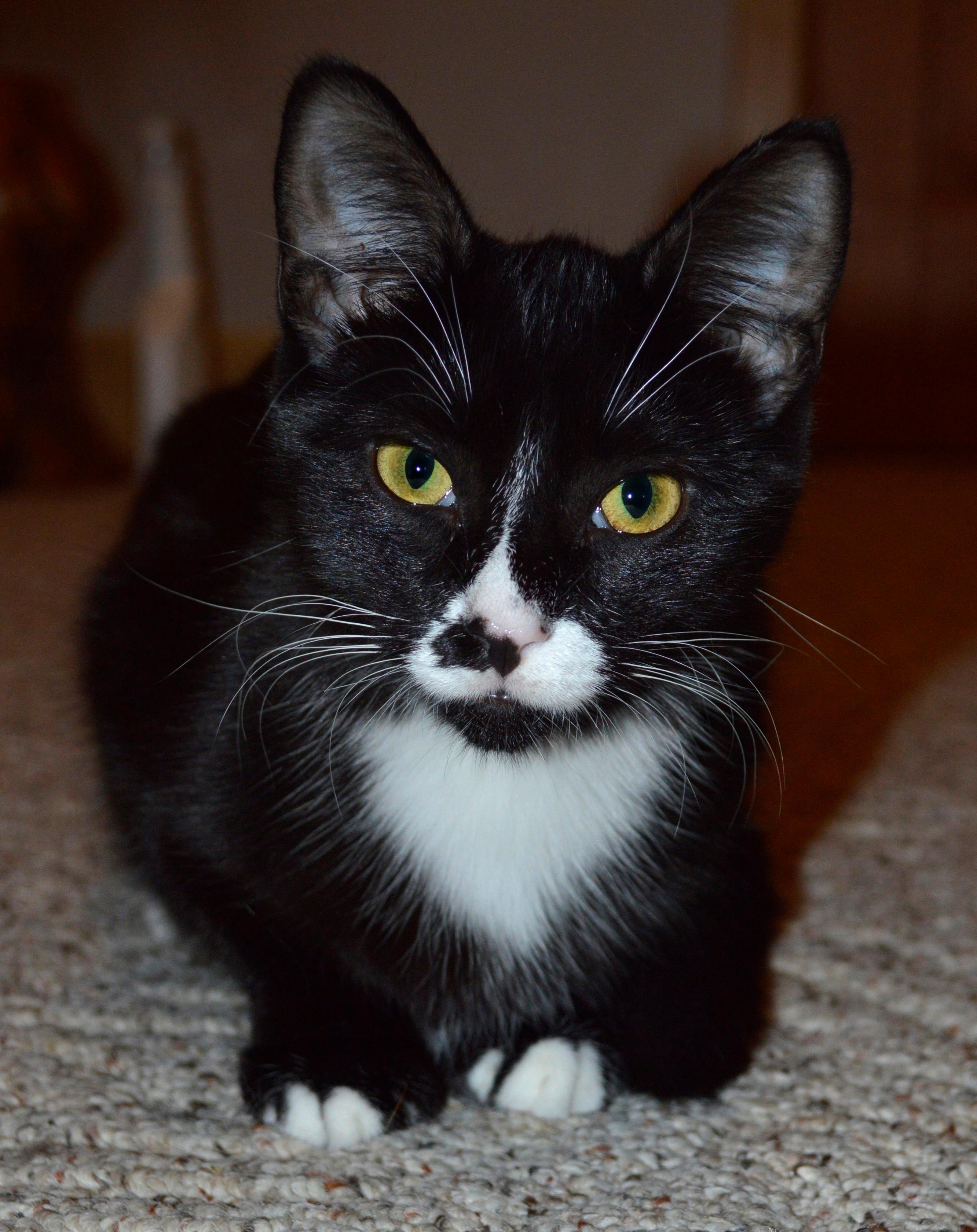 Jasmine, a Adoptable Domestic Short Hair in Midland, MI image 1/6