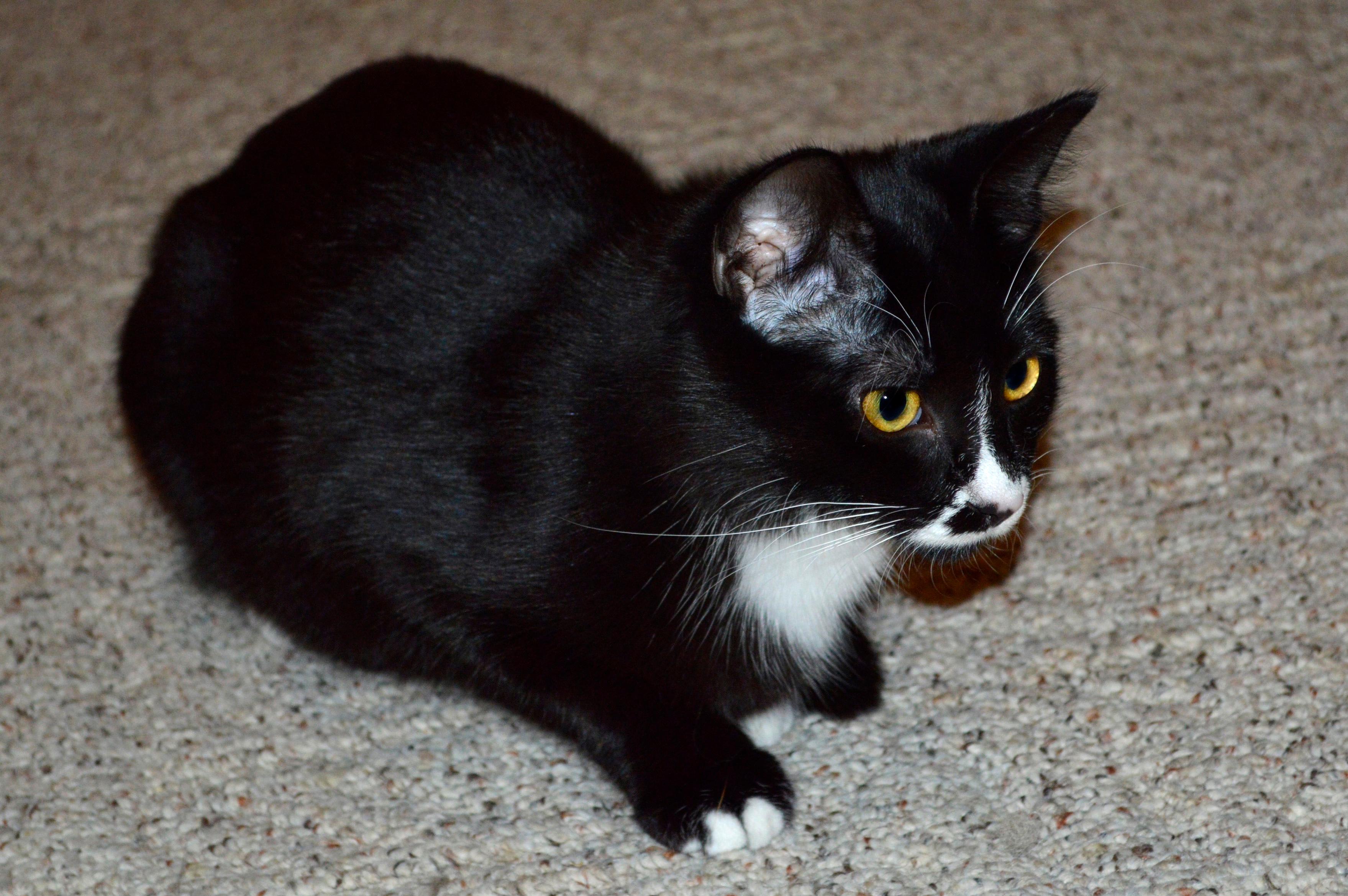 Jasmine, a Adoptable Domestic Short Hair in Midland, MI image 2/6