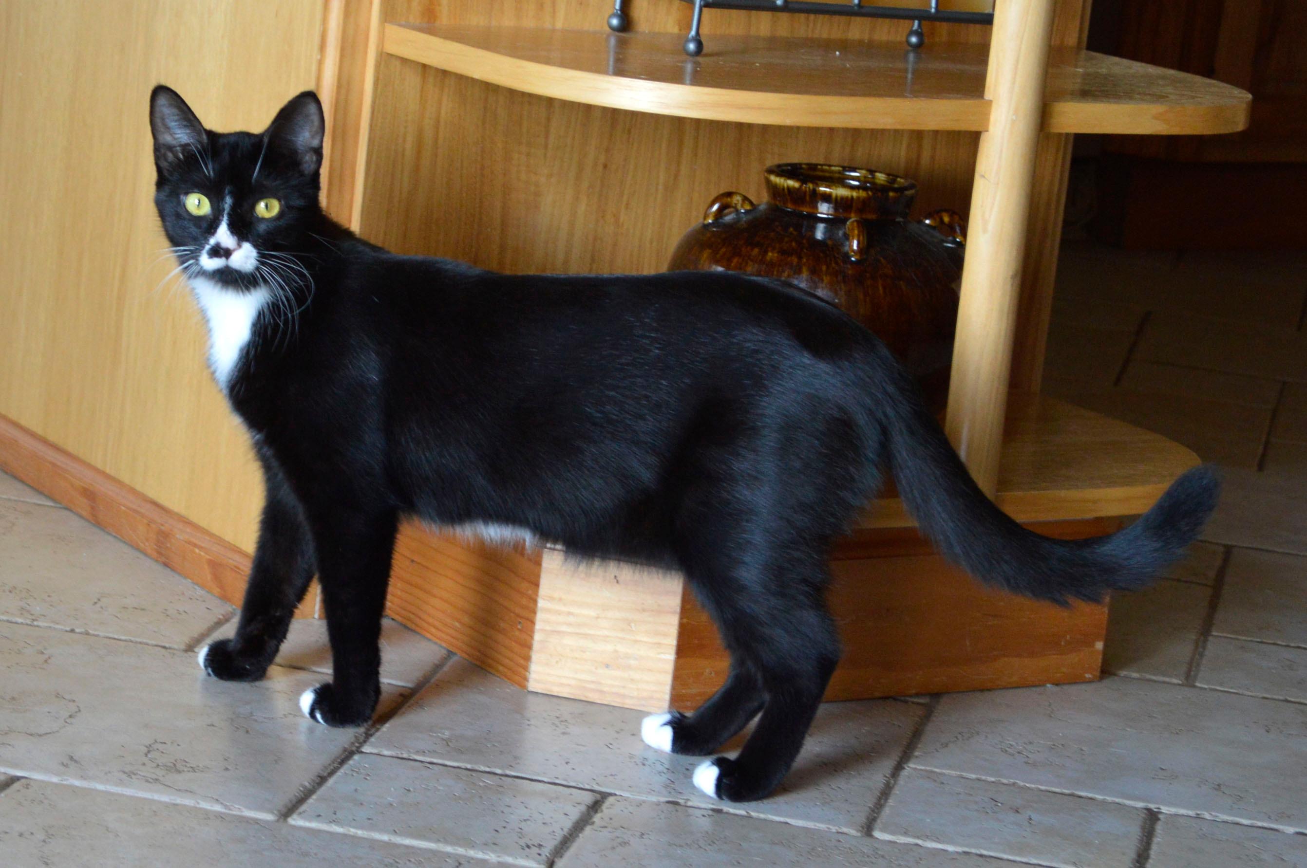 Jasmine, a Adoptable Domestic Short Hair in Midland, MI image 3/6