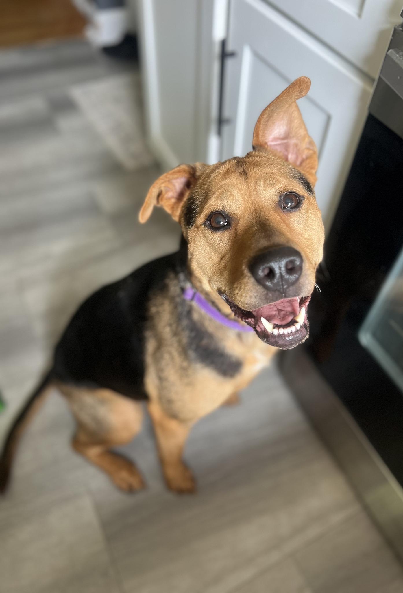 Addy, Adoptable, Adult Female Mixed Breed.