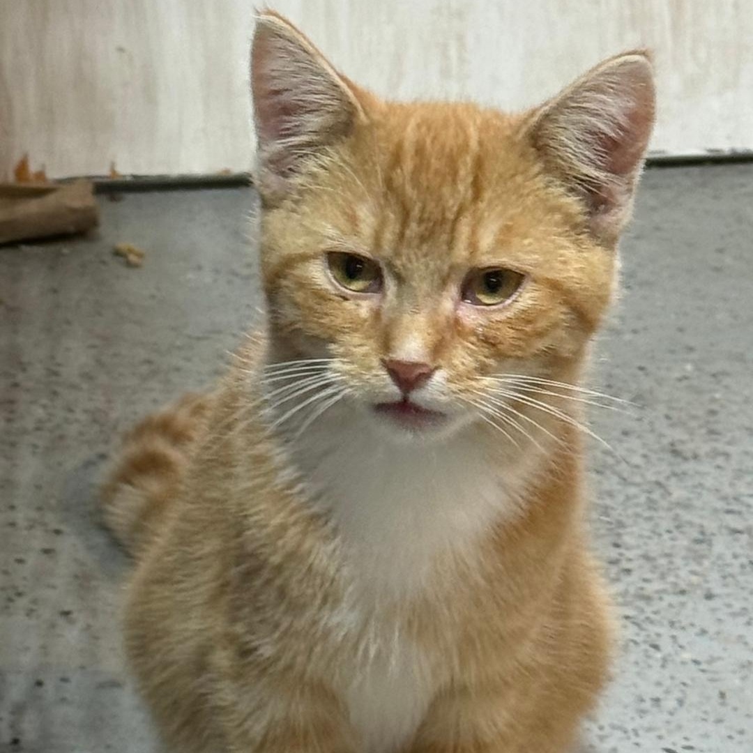 MOPAR, Adoptable, Young Male Domestic Short Hair.